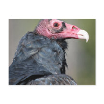 Gier Roofvogel Rood Gezicht