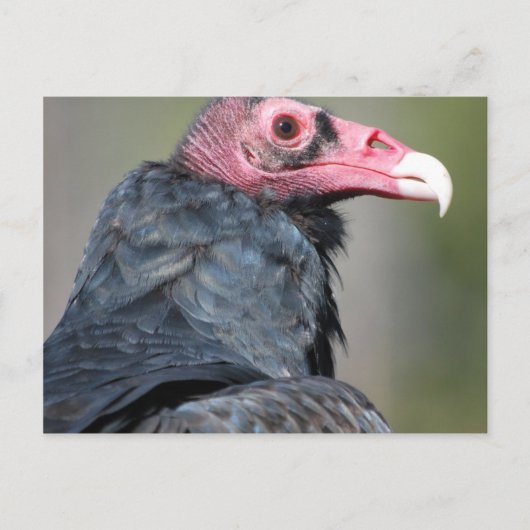 Gier Roofvogel Rood Gezicht Briefkaart (Voorkant)