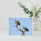 gieren briefkaart (Staand voorkant)