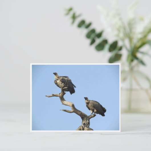 gieren briefkaart (Staand voorkant)