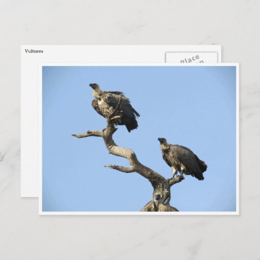 gieren briefkaart (Voorkant / Achterkant)