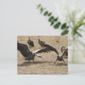 giergevecht briefkaart (Staand voorkant)