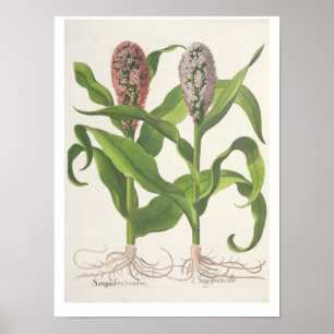 gierst: 1.Sorgum fructu rubro; 2.Sorgo fructu albo Poster