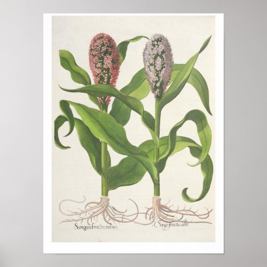 Gierst: 1.Sorgum fructu rubro; 2.Sorgo fructu albo Poster (Voorkant)