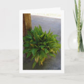 gietijzeren Plant Kaart (Voorkant)