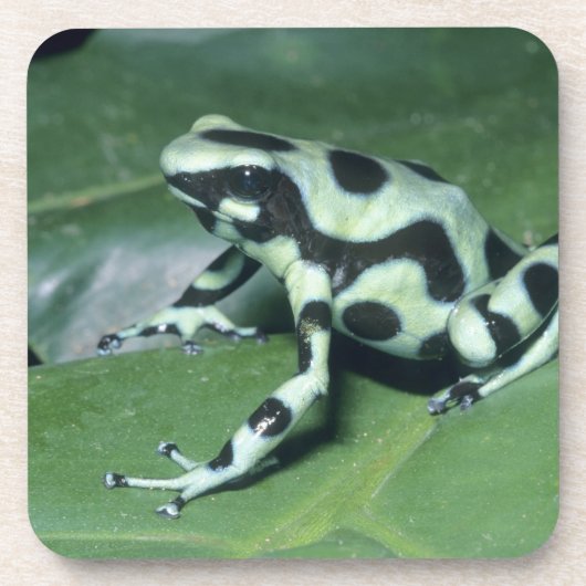Gifkikker, (Dendrobates auratus) Cahuita Bier Onderzetter (Voorkant)