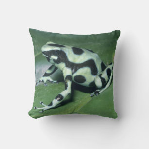Gifkikker, (Dendrobates auratus) Cahuita Kussen