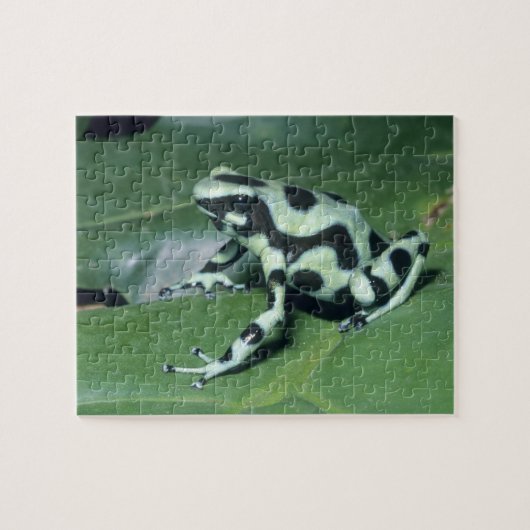 Gifkikker, (Dendrobates auratus) Cahuita Legpuzzel (Horizontaal)