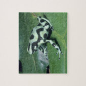 Gifkikker, (Dendrobates auratus) Cahuita Legpuzzel (Verticaal)