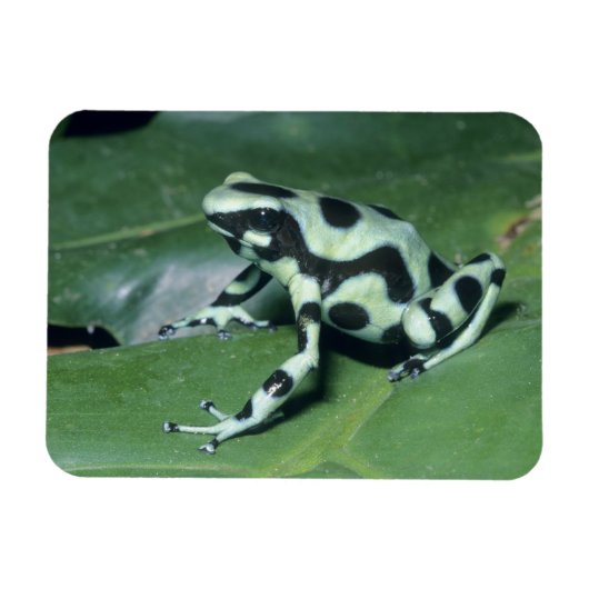 Gifkikker, (Dendrobates auratus) Cahuita Magneet (Horizontaal)