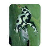 Gifkikker, (Dendrobates auratus) Cahuita Magneet (Verticaal)