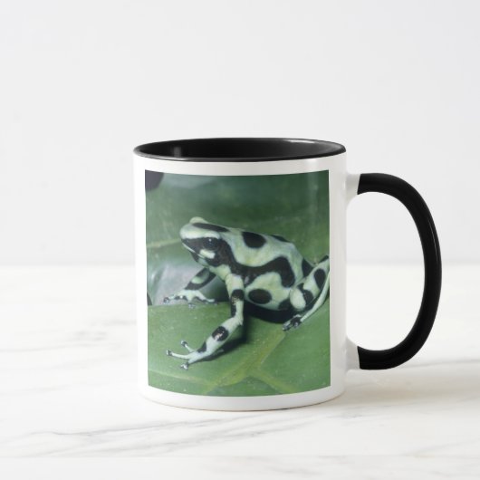 Gifkikker, (Dendrobates auratus) Cahuita Mok (Rechts)