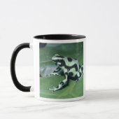 Gifkikker, (Dendrobates auratus) Cahuita Mok (Links)