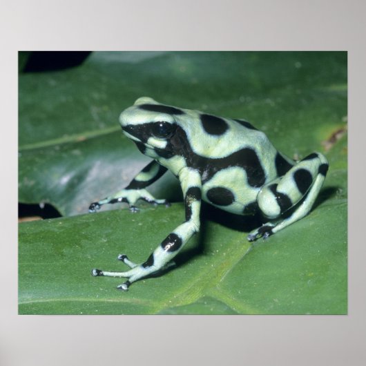 Gifkikker, (Dendrobates auratus) Cahuita Poster (Voorkant)