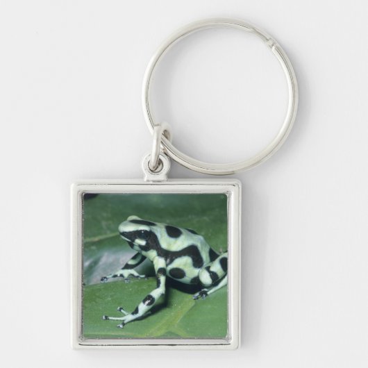 Gifkikker, (Dendrobates auratus) Cahuita Sleutelhanger (Voorkant)