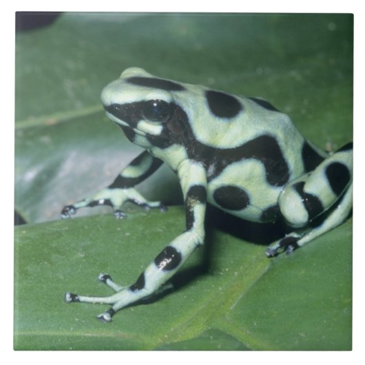 Gifkikker, (Dendrobates auratus) Cahuita Tegeltje (Voorkant)