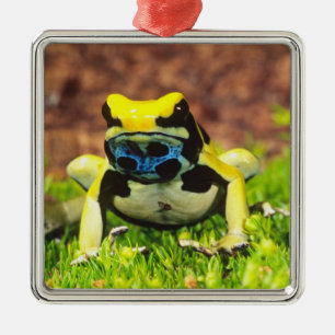 Gifkikker, Dendrobates tinctorius, Metalen Ornament