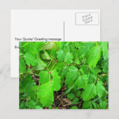 Gifsumak Briefkaart (Voorkant / Achterkant)