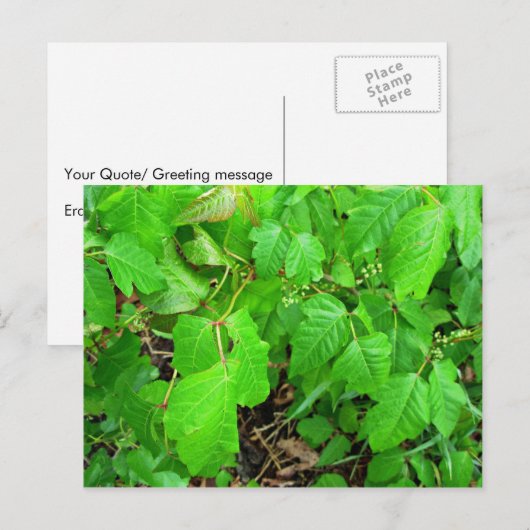 Gifsumak Briefkaart (Voorkant / Achterkant)