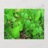 Gifsumak Briefkaart (Voorkant)