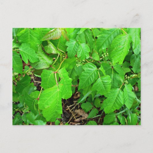 Gifsumak Briefkaart (Voorkant)