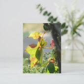 Gifsumak Briefkaart (Staand voorkant)