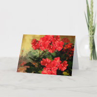 Giften van de Bloemen van de Geranium van de