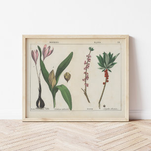 Giftige Planten   Charlotte Mary Yonge Poster