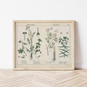 Giftige Planten   Charlotte Mary Yonge Poster