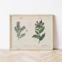 Giftige Planten | Charlotte Mary Yonge