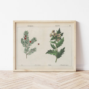 Giftige Planten   Charlotte Mary Yonge Poster