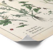 Giftige Planten | Charlotte Mary Yonge Poster (Hoek)