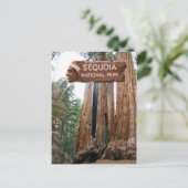 Gigante Sequoia-bomen, Nationaal Park Sequoia, CA Briefkaart (Staand voorkant)