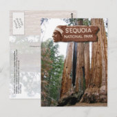 Gigante Sequoia-bomen, Nationaal Park Sequoia, CA Briefkaart (Voorkant / Achterkant)