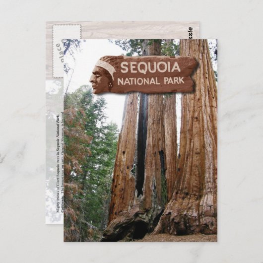 Gigante Sequoia-bomen, Nationaal Park Sequoia, CA Briefkaart (Voorkant / Achterkant)