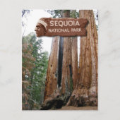 Gigante Sequoia-bomen, Nationaal Park Sequoia, CA Briefkaart (Voorkant)