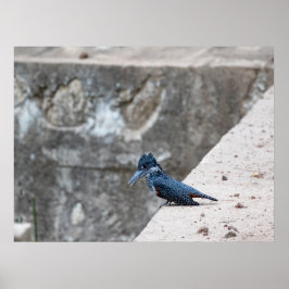 Gigantische ijsvogel aan de rand poster
