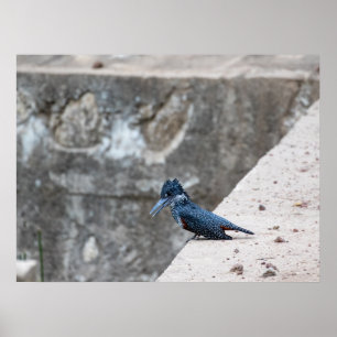 Gigantische ijsvogel aan de rand poster