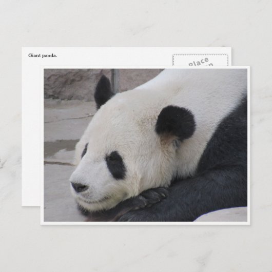 gigantische panda briefkaart (Voorkant / Achterkant)