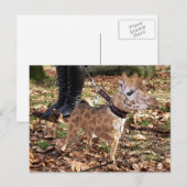 Gihuahua Briefkaart (Voorkant / Achterkant)