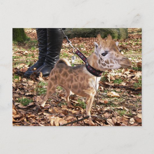 Gihuahua Briefkaart (Voorkant)