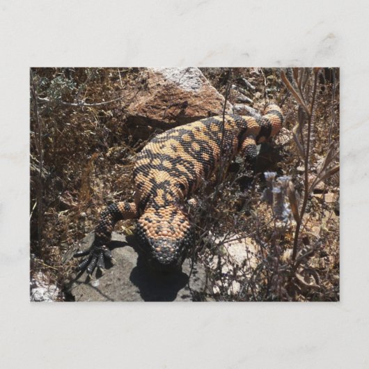 Gila Briefkaart (Voorkant)