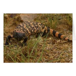 Gila Monster 041a