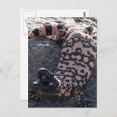 Gila Monster Briefkaart (Voorkant / Achterkant)