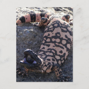 Gila Monster Briefkaart