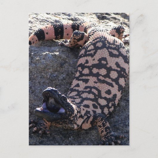 Gila Monster Briefkaart (Voorkant)