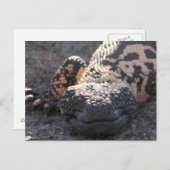 Gila Monster Briefkaart (Voorkant / Achterkant)