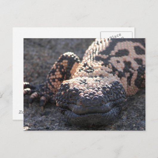 Gila Monster Briefkaart (Voorkant / Achterkant)