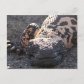 Gila Monster Briefkaart (Voorkant)