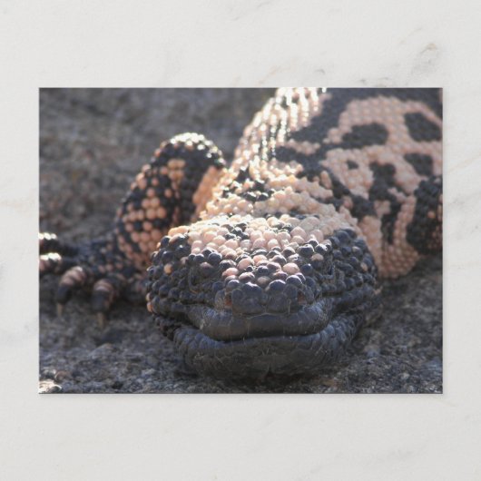 Gila Monster Briefkaart (Voorkant)